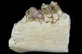 Oreodont Jaw Section With Teeth - South Dakota #81946-1